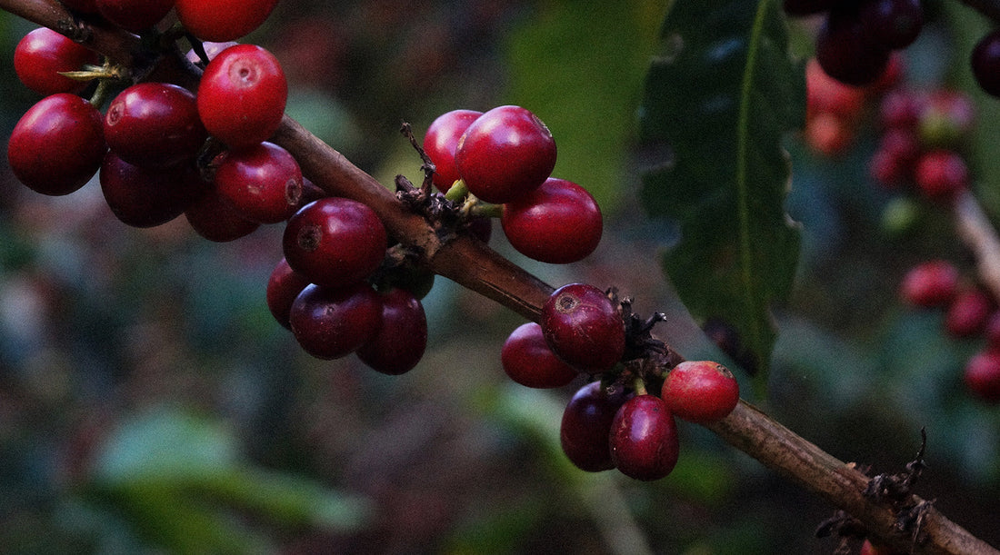 Nicaraguan Coffee: The Most Underrated Coffee in the World